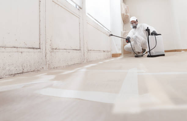 24/7 Emergency Black Mold Removal experts in McBain, MI