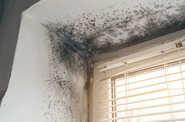 Affordable Mold Remediation solutions in McBain, MI