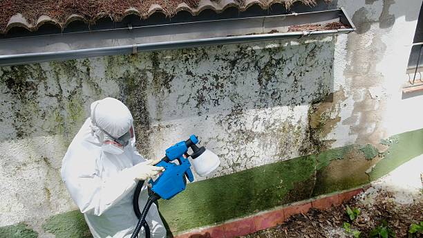 Top rated local Mold Remediation specialists in McBain, MI